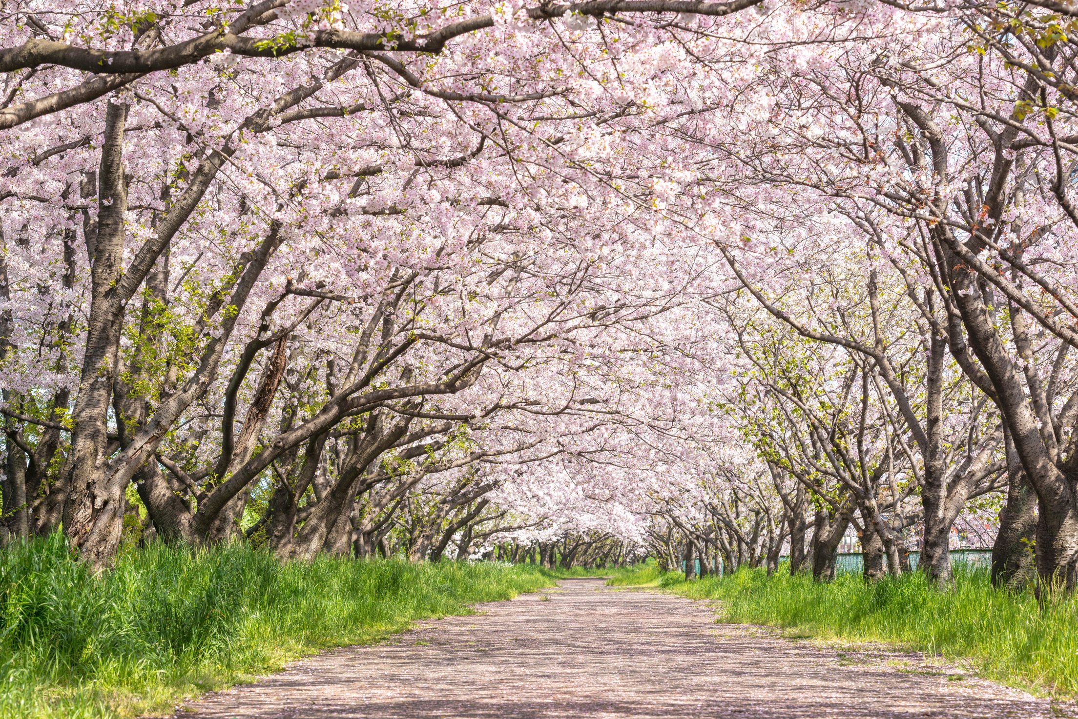 Cherry blossom trees